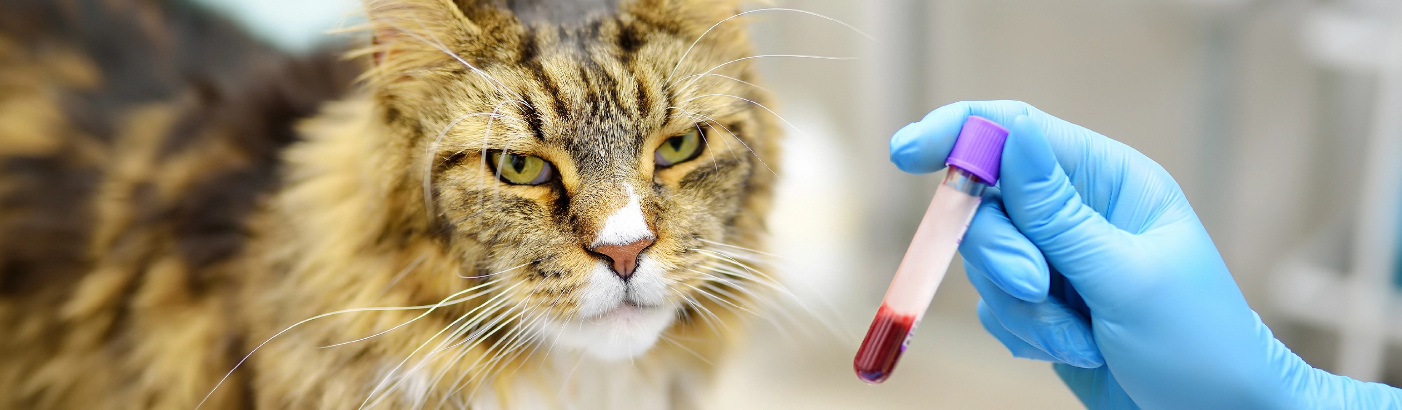 Veterinary Diagnostics